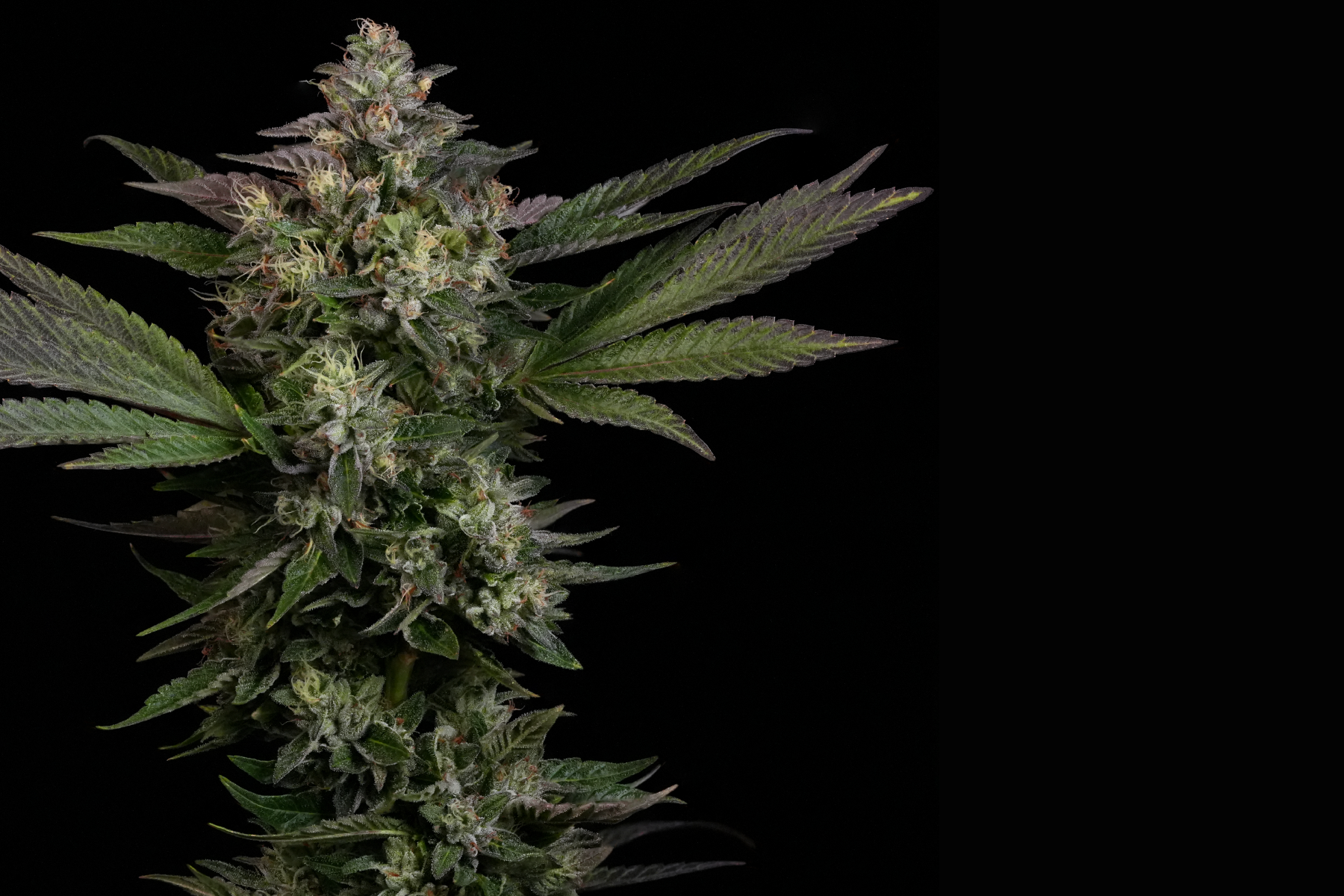 CRD63%＋30% 1ml Fire OG crdpo cbd FireOG-desktop-banner-v2.png